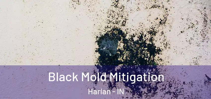  Black Mold Mitigation Harlan - IN