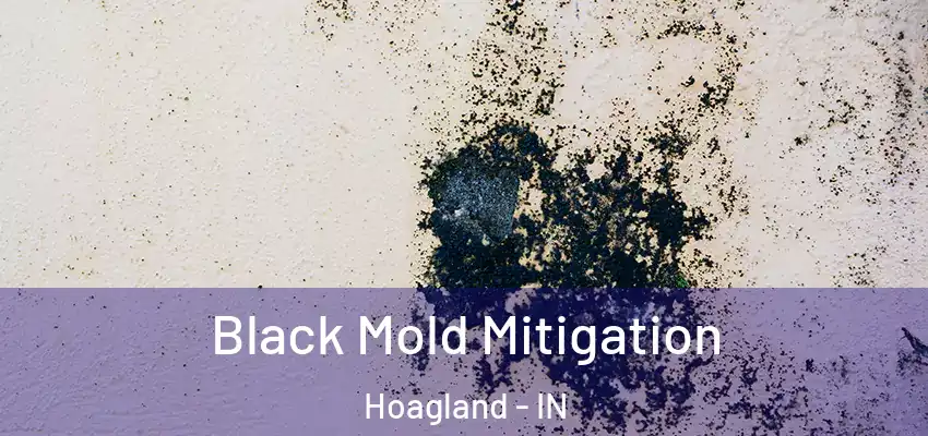  Black Mold Mitigation Hoagland - IN