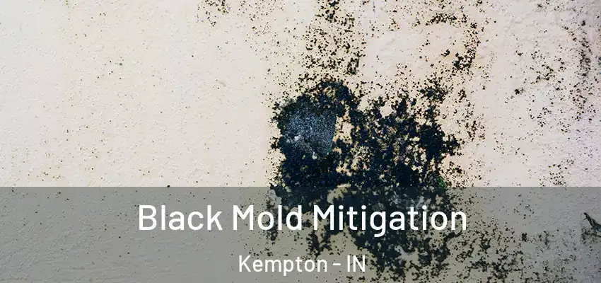 Black Mold Mitigation Kempton - IN