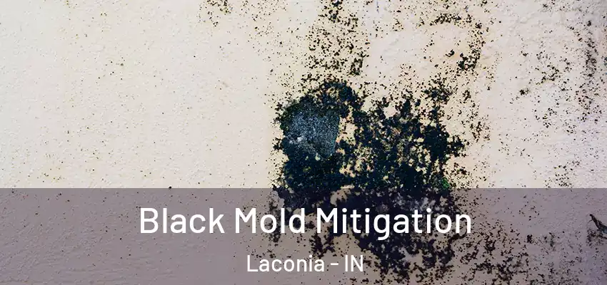  Black Mold Mitigation Laconia - IN