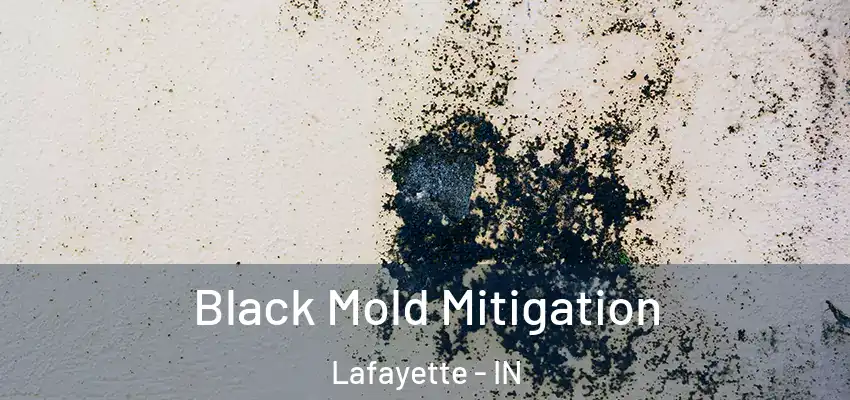 Black Mold Mitigation Lafayette - IN