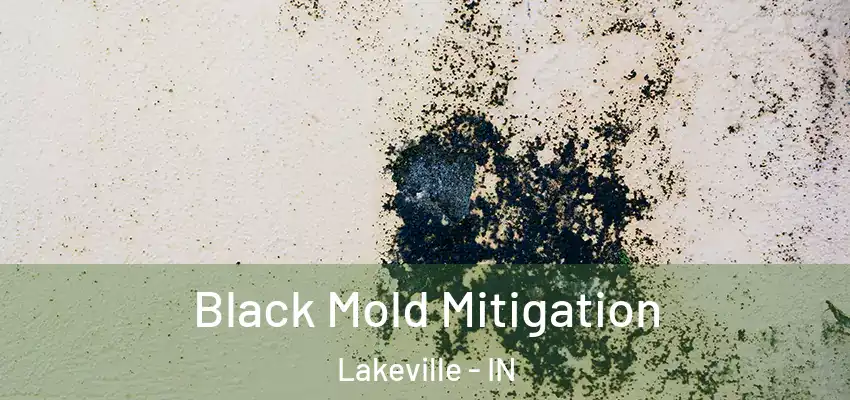 Black Mold Mitigation Lakeville - IN