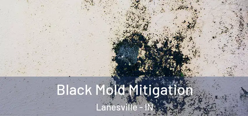  Black Mold Mitigation Lanesville - IN