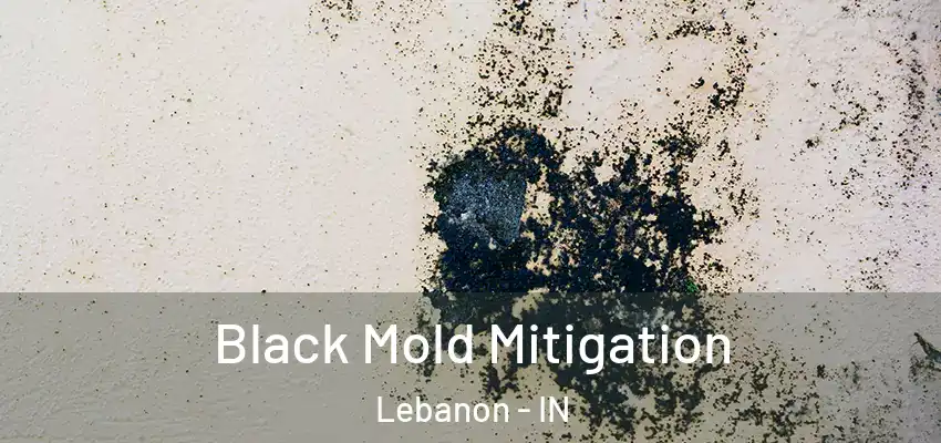 Black Mold Mitigation Lebanon - IN
