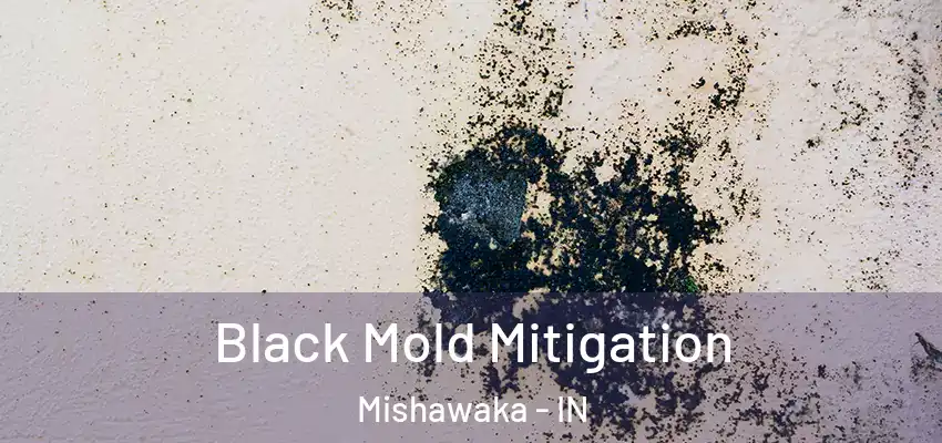  Black Mold Mitigation Mishawaka - IN