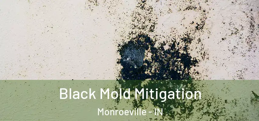  Black Mold Mitigation Monroeville - IN