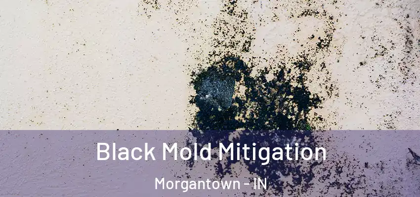  Black Mold Mitigation Morgantown - IN