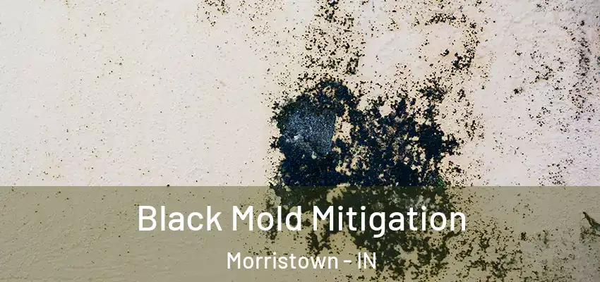  Black Mold Mitigation Morristown - IN