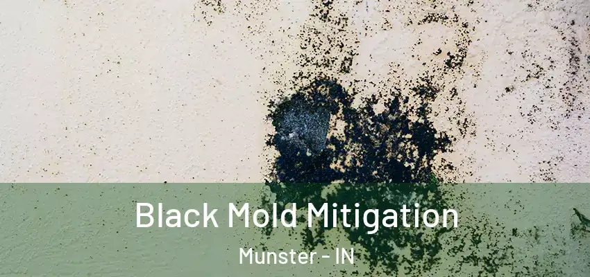  Black Mold Mitigation Munster - IN
