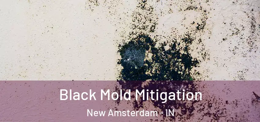  Black Mold Mitigation New Amsterdam - IN
