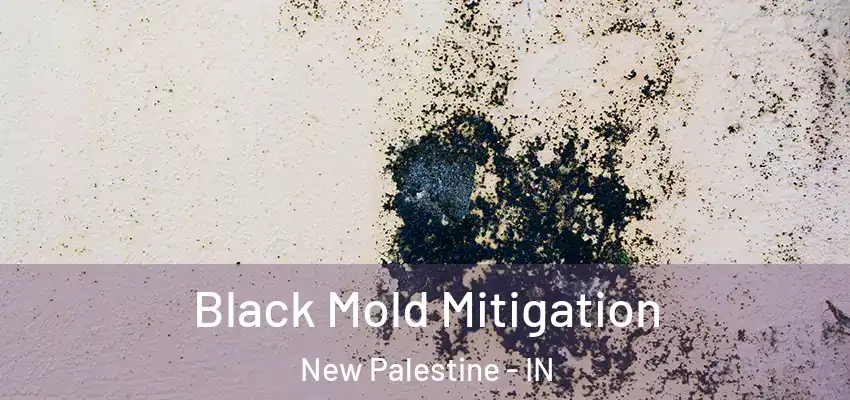  Black Mold Mitigation New Palestine - IN