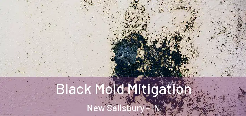  Black Mold Mitigation New Salisbury - IN