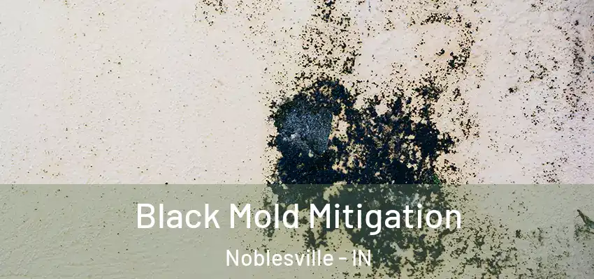  Black Mold Mitigation Noblesville - IN