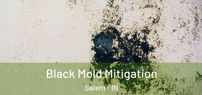  Black Mold Mitigation Salem - IN