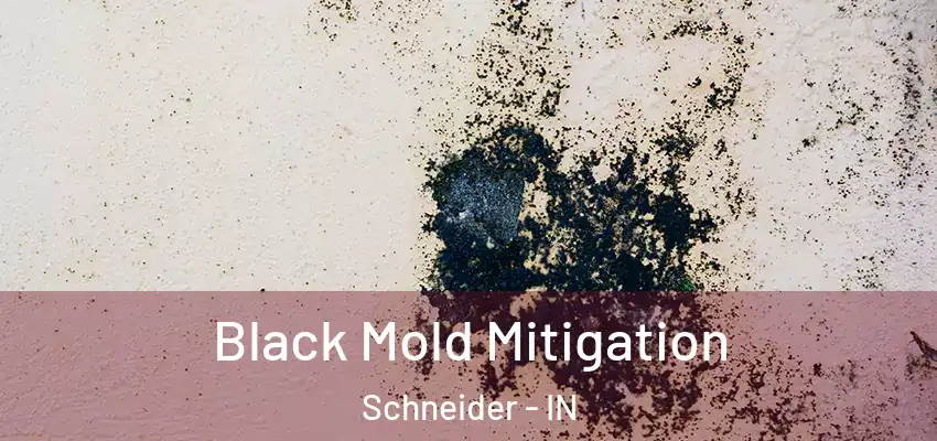  Black Mold Mitigation Schneider - IN