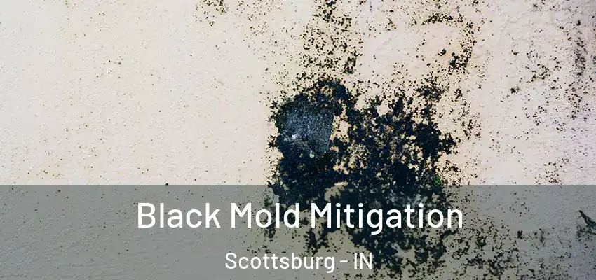  Black Mold Mitigation Scottsburg - IN