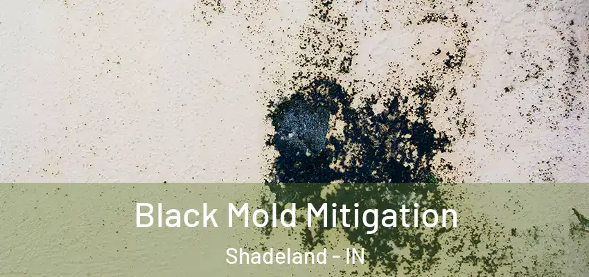  Black Mold Mitigation Shadeland - IN