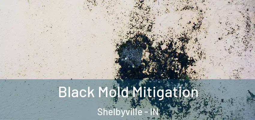  Black Mold Mitigation Shelbyville - IN