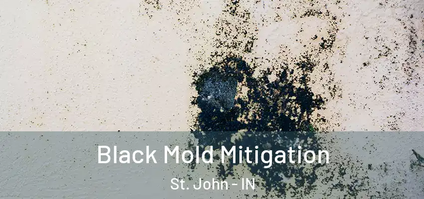  Black Mold Mitigation St. John - IN