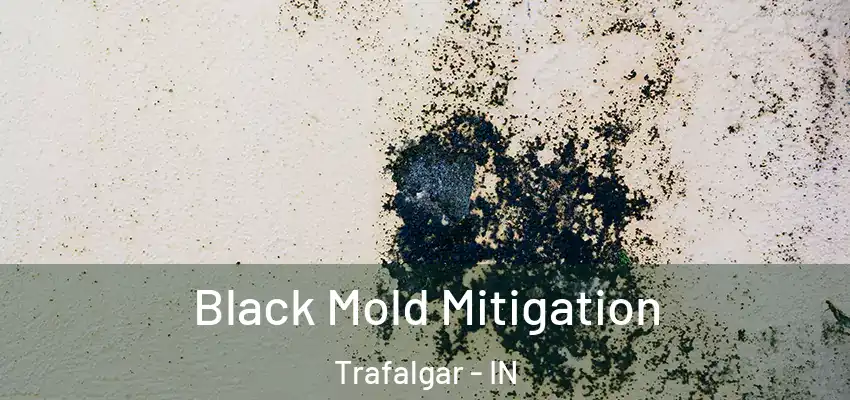  Black Mold Mitigation Trafalgar - IN