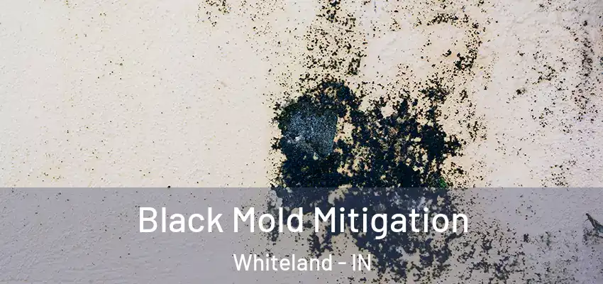  Black Mold Mitigation Whiteland - IN