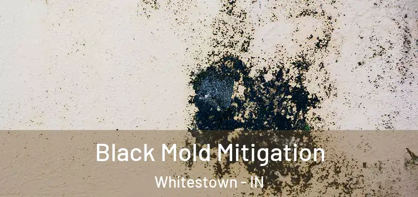  Black Mold Mitigation Whitestown - IN