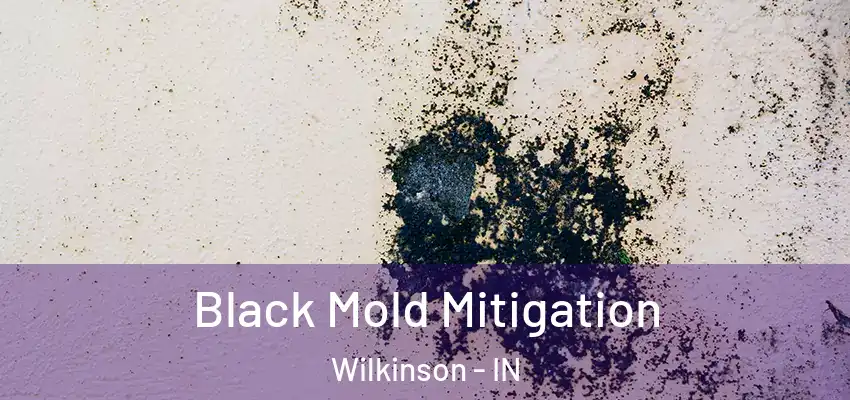  Black Mold Mitigation Wilkinson - IN
