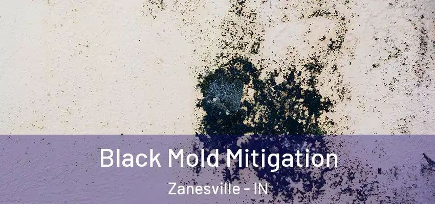  Black Mold Mitigation Zanesville - IN