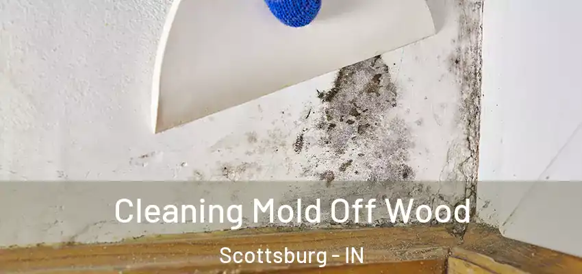  Cleaning Mold Off Wood Scottsburg - IN