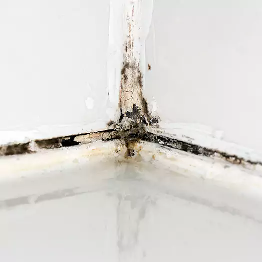 Trusted Black Mold in Shower Experts in Noblesville, IN