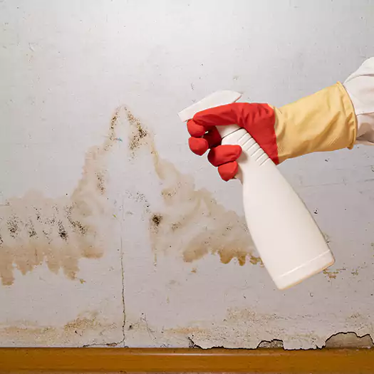 Trusted Black Mold Mitigation Specialists in Noblesville, IN