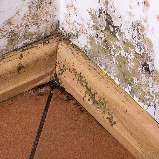 Trusted Cleaning Mold From Wood Specialists in Noblesville, IN