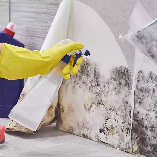 Reliable Mold Abatement Specialists in Noblesville, IN