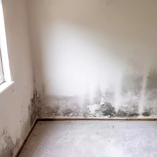 Trusted Mold Cleanup Specialists in Noblesville, IN