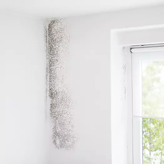 Trusted Mold Eradication Professionals Serving in Noblesville, IN