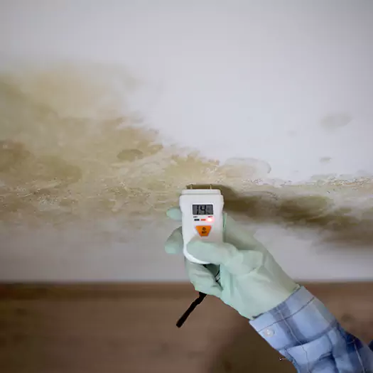 Reliable Mold Inspection Experts in Noblesville, IN