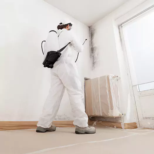 Experienced Mold & Mildew Specialists in Noblesville, IN