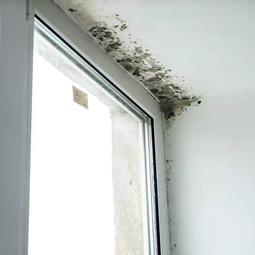 Trusted Mold on Bathroom Ceiling Experts in Noblesville, IN