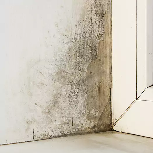 Skilled Mold on Drywall Experts in Noblesville, IN