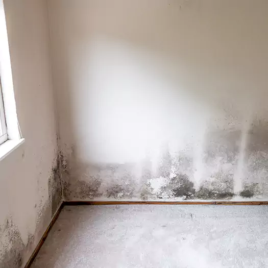 Trusted Mold on the Wall Experts in Noblesville, IN