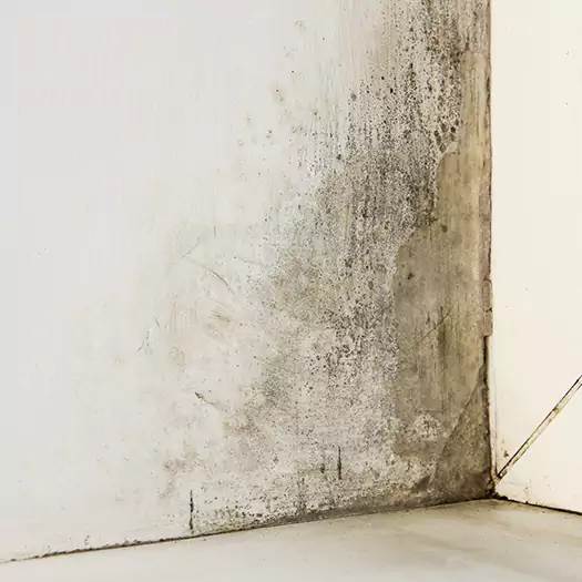 #1 Mold Remediation and Removal Experts in Noblesville, IN