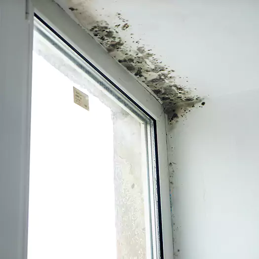 Reliable Mold Treatment Specialists in Noblesville, IN