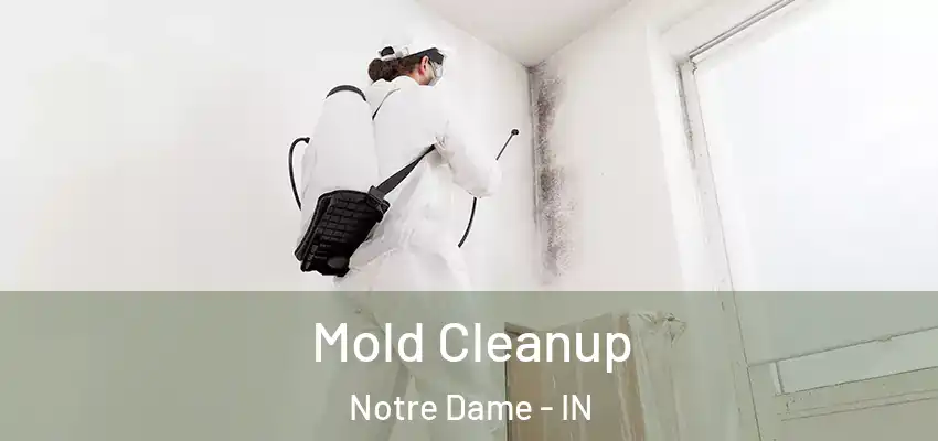  Mold Cleanup Notre Dame - IN