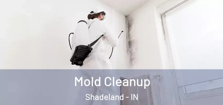  Mold Cleanup Shadeland - IN