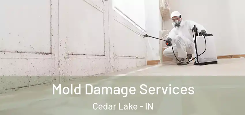  Mold Damage Services Cedar Lake - IN