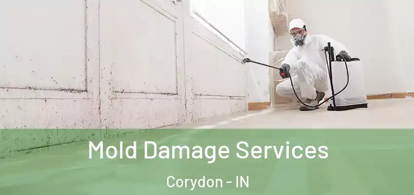  Mold Damage Services Corydon - IN