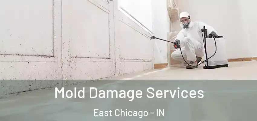  Mold Damage Services East Chicago - IN