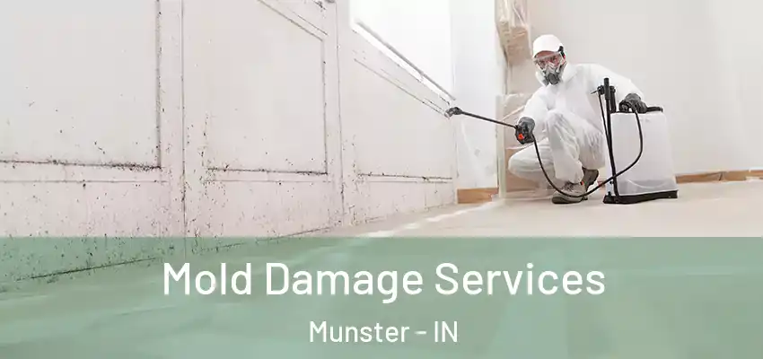  Mold Damage Services Munster - IN
