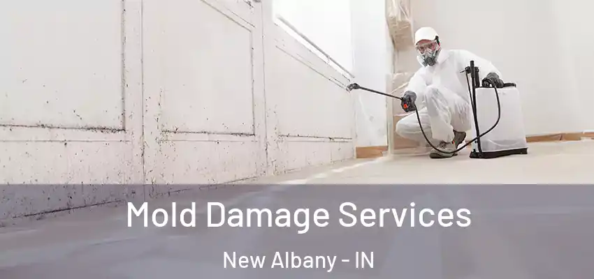  Mold Damage Services New Albany - IN