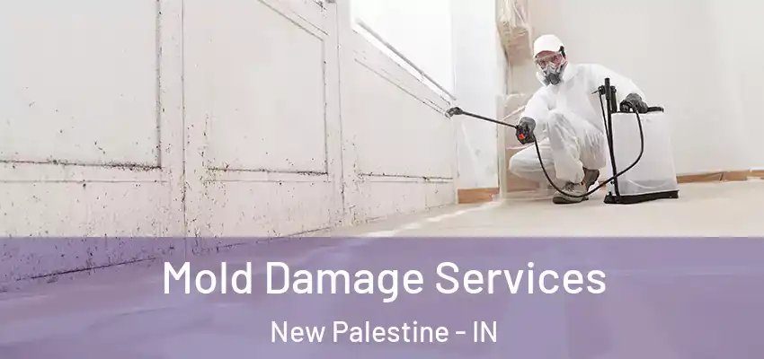  Mold Damage Services New Palestine - IN